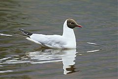 Black-headed Gull